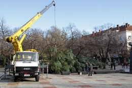 Коледното дърво в Стара Загора е красива 17-метрова ела_2