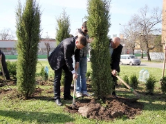 Общинари засадиха 130 дръвчета в Стара Загора_5